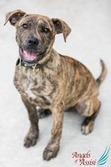 Boxador Dogs for adoption in Roanoke, VA, USA
