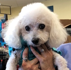 Bichon Frise Dogs for adoption in North Richland Hills, TX, USA