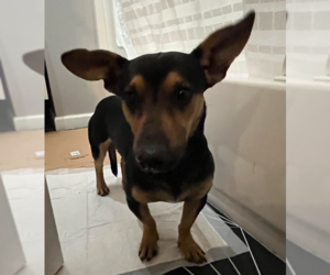 Chiweenie Dogs for adoption in Cranston, RI, USA