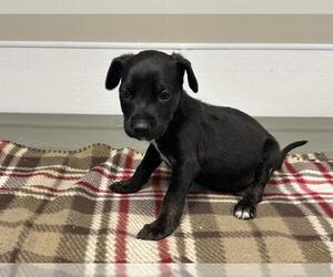 Chihuahua-Unknown Mix Dogs for adoption in HESPERIA, CA, USA