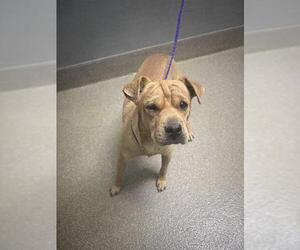 Chihuahua-Chinese Shar-Pei Mix Dogs for adoption in Las Vegas, NV, USA