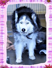 Siberian Husky Dogs for adoption in San Jacinto, CA, USA