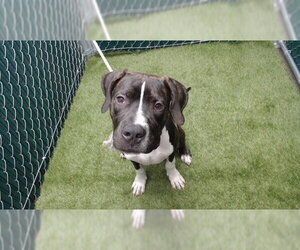 Great Dane-Unknown Mix Dogs for adoption in Downey, CA, USA
