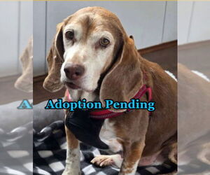 Beagle Dogs for adoption in Dunnellon, FL, USA