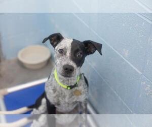 Bluetick Coonhound-Border Collie Mix Dogs for adoption in Mountain Home, AR, USA