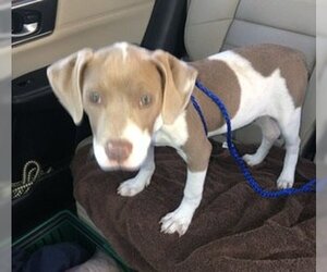 Beagle Dogs for adoption in Boca Raton, FL, USA