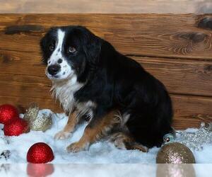 Australian Shepherd-Unknown Mix Dogs for adoption in West Valley, UT, USA