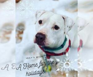 Staffordshire Bull Terrier Dogs for adoption in Bellevue, WA, USA