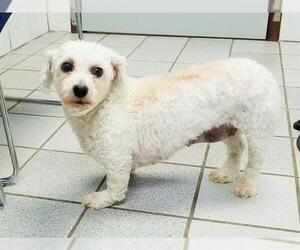 Bichon Frise Dogs for adoption in Canfield, OH, USA