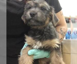 Mutt Dogs for adoption in Riverside, CA, USA