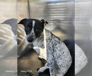 Mutt Dogs for adoption in San Antonio, TX, USA
