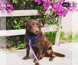 Doxie-Pin Dogs for adoption in Newport Beach, CA, USA