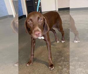Beagle-German Shorthaired Pointer Mix Dogs for adoption in Rockwall, TX, USA