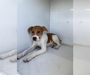 Labrador Retriever Dogs for adoption in Houston, TX, USA