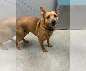 Black Mouth Cur-Rhodesian Ridgeback Mix Dogs for adoption in Las Vegas, NV, USA