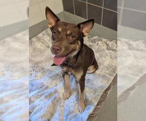 Siberian Husky-Unknown Mix Dogs for adoption in San Martin, CA, USA