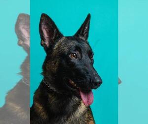 Mutt Dogs for adoption in Calgary, Alberta, Canada