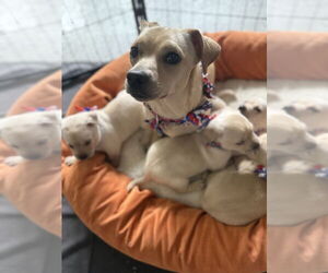 Dachshund-Unknown Mix Dogs for adoption in Plymouth, MN, USA