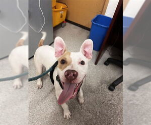 American Pit Bull Terrier Dogs for adoption in Alameda, CA, USA