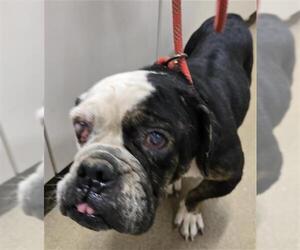 Bulldog Dogs for adoption in Santa Maria, CA, USA