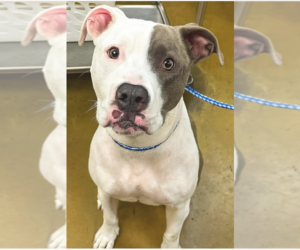 American Staffordshire Terrier-Unknown Mix Dogs for adoption in Decatur, GA, USA