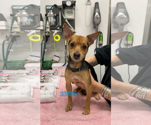 Mutt Dogs for adoption in Chico, CA, USA