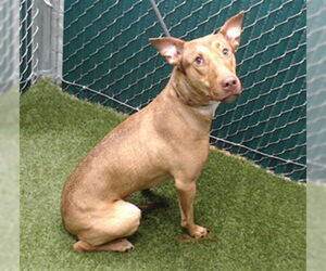 Labrador Retriever-Unknown Mix Dogs for adoption in Downey, CA, USA