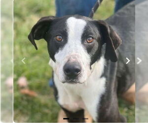 Mutt Dogs for adoption in Martinsburg, WV, USA
