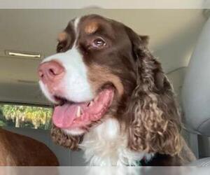 English Springer Spaniel Dogs for adoption in oakland, FL, USA