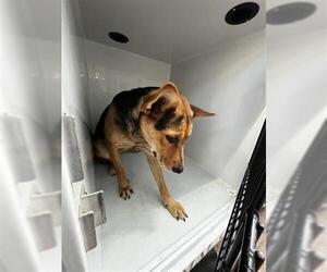 German Shepherd Dog Dogs for adoption in Houston, TX, USA