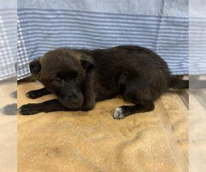 Australian Kelpie-Unknown Mix Dogs for adoption in Modesto, CA, USA