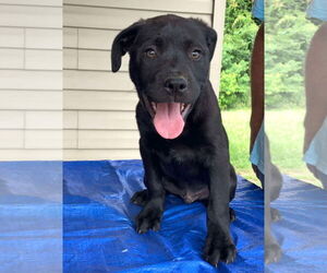 Labrador Retriever-Unknown Mix Dogs for adoption in Sanford, FL, USA