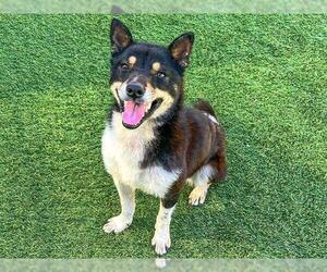 Shiba Inu Dogs for adoption in Orange, CA, USA