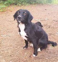 Border Collie-Unknown Mix Dogs for adoption in Chichester, NH, USA