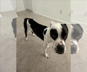 Boxer Dogs for adoption in Conroe, TX, USA