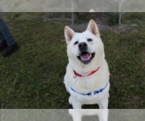 Akita Dogs for adoption in Vero Beach, FL, USA