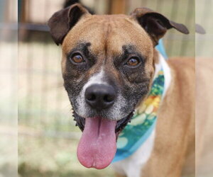 Boxer-Unknown Mix Dogs for adoption in San Antonio, TX, USA