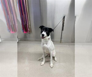 Labsky Dogs for adoption in Fairbanks, AK, USA