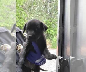 Labrador Retriever-Unknown Mix Dogs for adoption in San Antonio, TX, USA