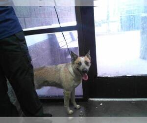 Mutt Dogs for adoption in Tulsa, OK, USA