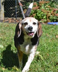 Beagle Dogs for adoption in Huntington, NY, USA