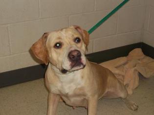 Labrador Retriever Dogs for adoption in Gulfport, MS, USA