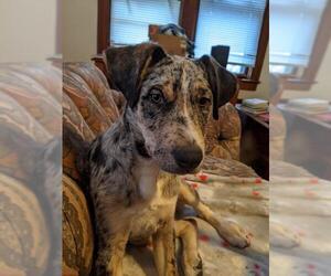 Catahoula Leopard Dog Dogs for adoption in Frankenmuth, MI, USA