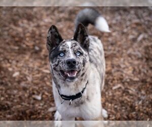 Australian Shepherd-Siberian Husky Mix Dogs for adoption in Santa Cruz, CA, USA