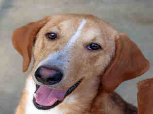 Medium Photo #1 Treeing Walker Coonhound Puppy For Sale in Fort Walton Beach, FL, USA