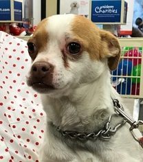 Chihuahua-Unknown Mix Dogs for adoption in Millville, UT, USA