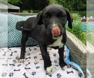 Labrador Retriever-Unknown Mix Dogs for adoption in Grovertown, IN, USA