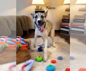 German Shepherd Dog-Unknown Mix Dogs for adoption in La Grange , NC, USA