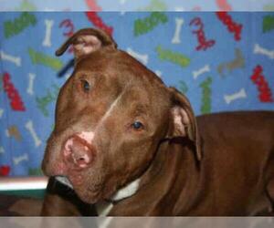 American Pit Bull Terrier Dogs for adoption in Norfolk, VA, USA