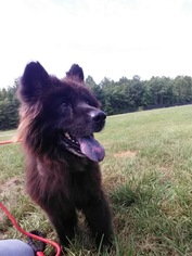 Chow Chow-Unknown Mix Dogs for adoption in Fredericksburg, VA, USA